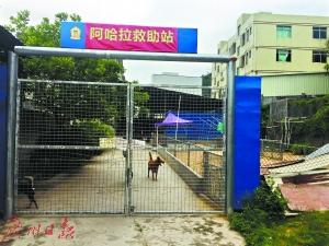 夫妻卖深圳2套房养百余流浪狗 房价市值超千万