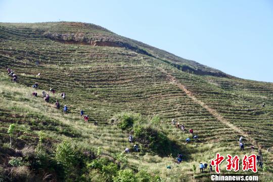 村民们正在茶场“上班”。　刘鹏 摄