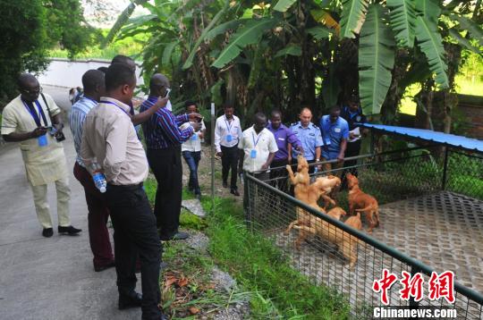 图为参观犬只 车文芳 摄