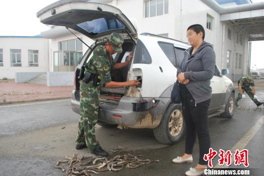 图为官兵在嫌疑车辆尾灯处查获野生黄羊角。　陆宝升 摄