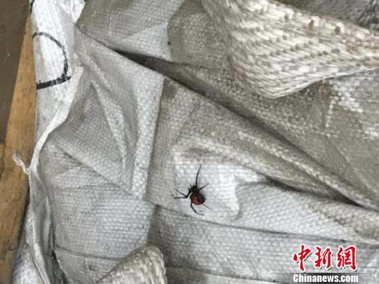 广东清远口岸首次截获赤背寡妇蜘蛛 余雪滢 摄