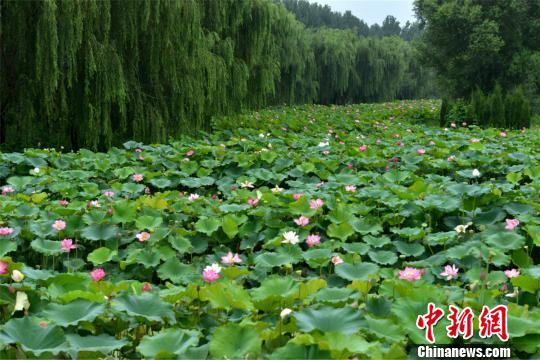 磁县利用万亩荷花和百里荷香吸引了众多游客的同时，也做强了磁县的特色农业，为农民增收致富开拓了一条新渠道。　闫洪图 摄