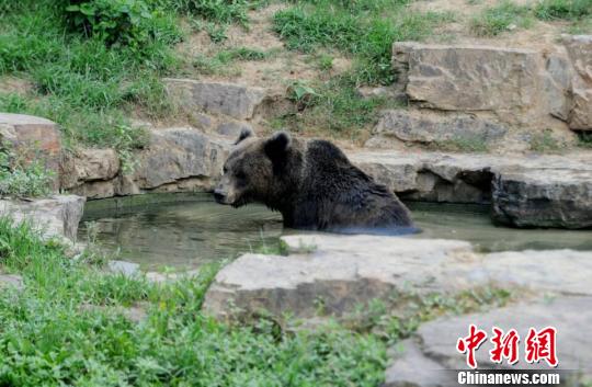 图为棕熊正在骄阳下戏水消暑 司新利 摄